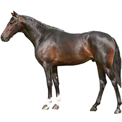 Zapatero Horse