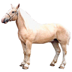 American Cream Horse