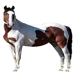 American Mustang Horse