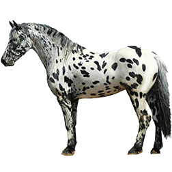 Appaloosa Pony