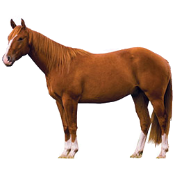 Appendix Quarter Horse