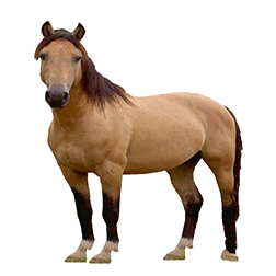 Australian Brumby Horse