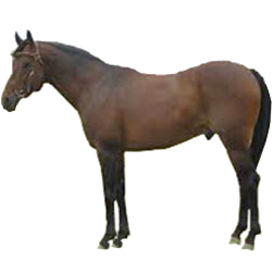 Australian Stock Horse