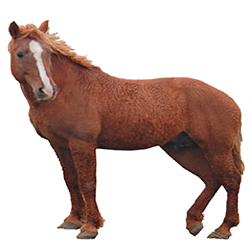 Bashkir Curly Horse