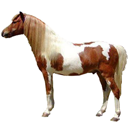 Cayuse Horse