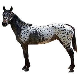 Colorado Rangerbred Horse