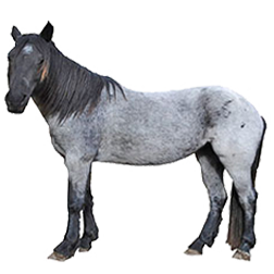 Nokota Horse