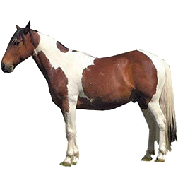 Paint Pony