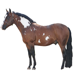 Quarter Horse
