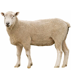 American Cormo Sheep