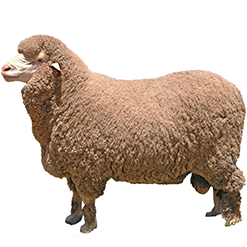 Delaine-Merino Sheep