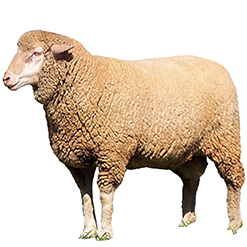 SAMM Sheep