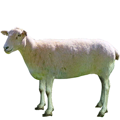 St. Augustine Sheep