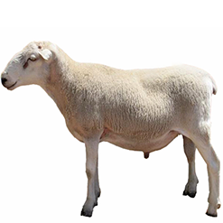 Wiltipoll Sheep