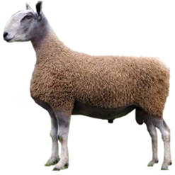 Blueface Leicester Sheep