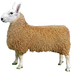Border Leicester Sheep