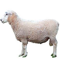 Coopworth Sheep