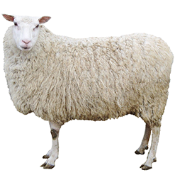 Medium Wool Dual-Purpose Sheep Breeds