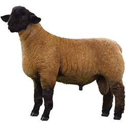 Medium Wool (meat) Sheep Breeds