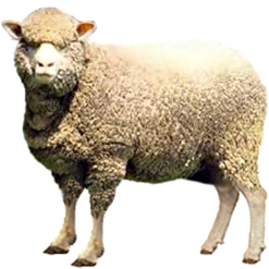 Panama Sheep