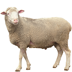 Polypay Sheep