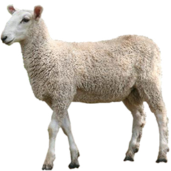 Targhee Sheep