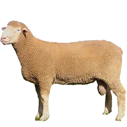 Columbia Sheep