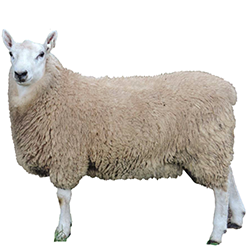 Border Cheviot Sheep