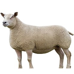 Charollais Sheep