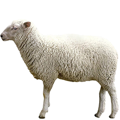 Ile de France Sheep