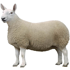 North Country Cheviot Sheep