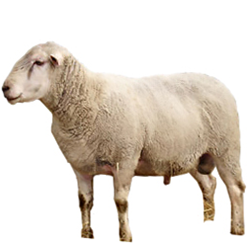 Rideau Arcott Sheep