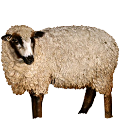Romeldale Sheep