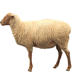 Tunis Sheep