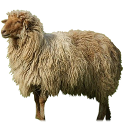 American Karakul Sheep
