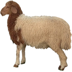 Awassi Sheep