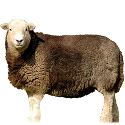 Herdwick Sheep