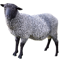 Colored Wool Sheep Breeds