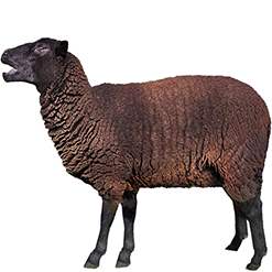Black Welsh Mountain Sheep