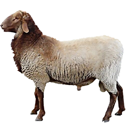 California Red Sheep