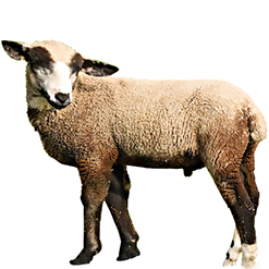 California Variegated Mutant Sheep