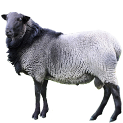 Romanov Sheep