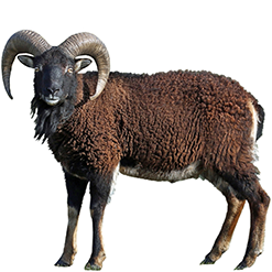 Double-coated Wool Sheep Breeds