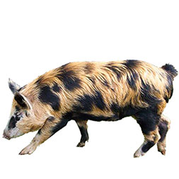 Arapawa Island Pig