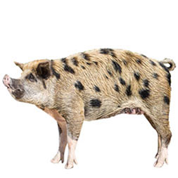 Exuma Island Pig