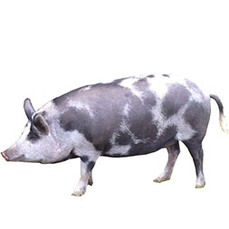 Ossabaw Island Pig