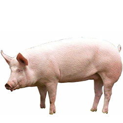 American Yorkshire Pig