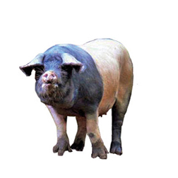 Basque Pig