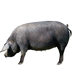 Blackworth Pig