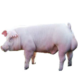 Chester White Pig